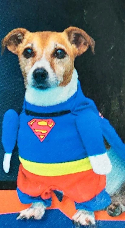 kostium-Superman-dla-psa-5.jpg
