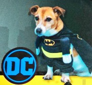 kostium-Batman-dla-psa-6.jpg